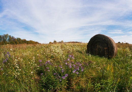 Field Flowers